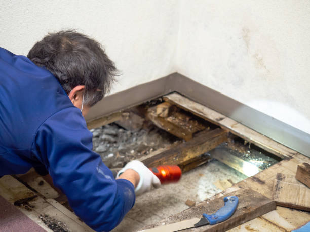 Best Black Mold Removal  in Shelby, NC