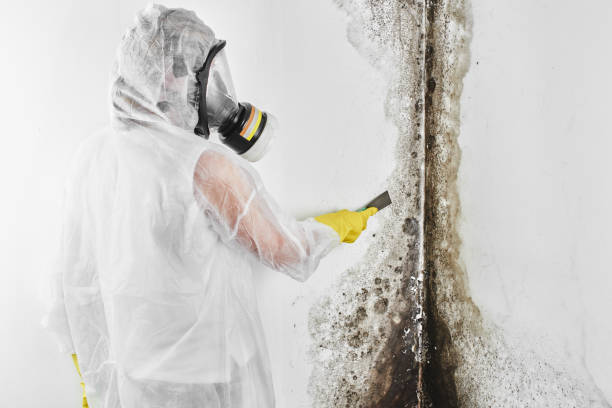 Best Commercial Mold Removal  in Shelby, NC