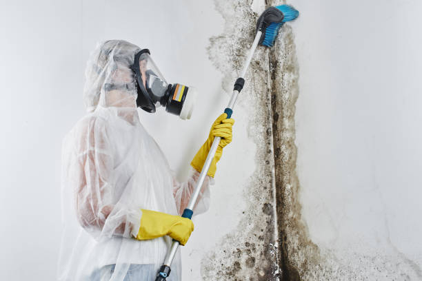 Best Home Mold Removal  in Shelby, NC