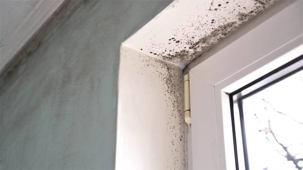 Home Mold Removal in Shelby, NC