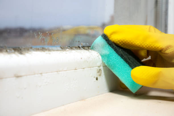 Best Professional Mold Removal  in Shelby, NC