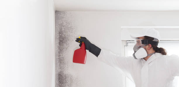 Best Home Mold Removal  in Shelby, NC