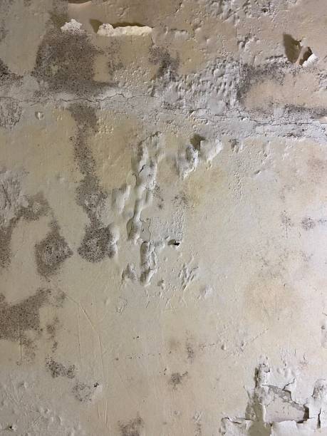 Best Mold Cleaning Services  in Shelby, NC