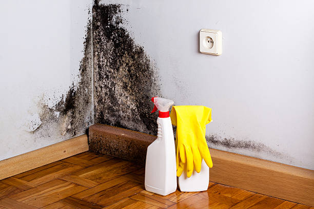 Best Mold Remediation  in Shelby, NC