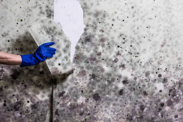 Best Toxic Mold Removal  in Shelby, NC